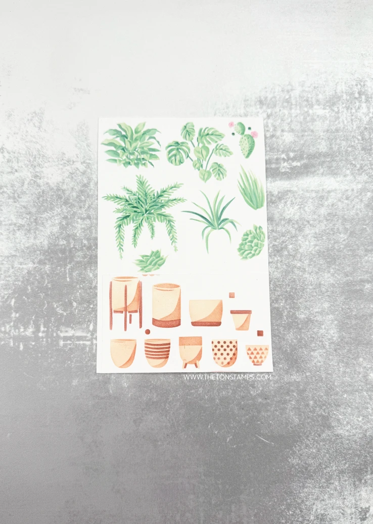 Summer Sea Turtle Clematis Cat - Summer Clothing Release recension och pris